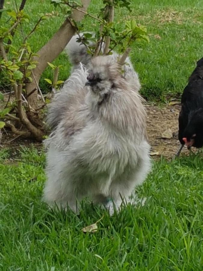Finca La Gallina Blanca Alhaurín el Grande Eksteriør bilde
